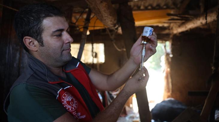 Milas'ta Şap Hastalığı Nedeniyle Karantina Uygulanıyor
