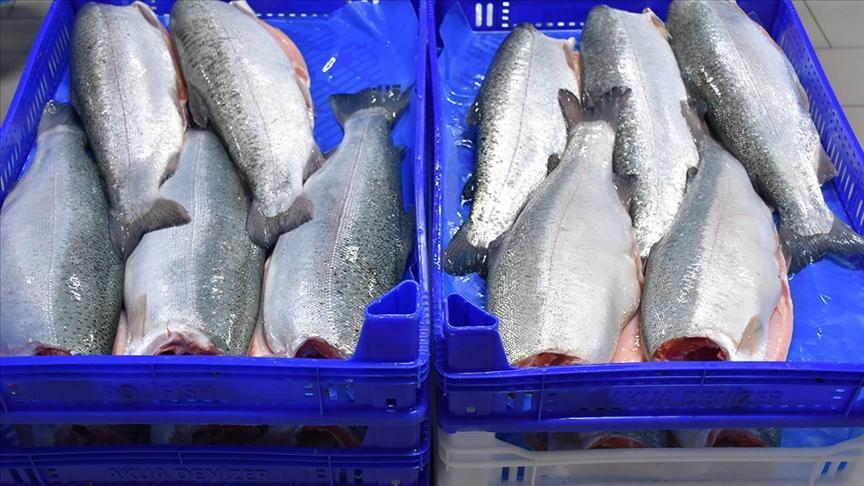 Doğu Karadeniz'den Türk Somonu İhracatında Rekor: 164 Milyon Dolarlık Gelir