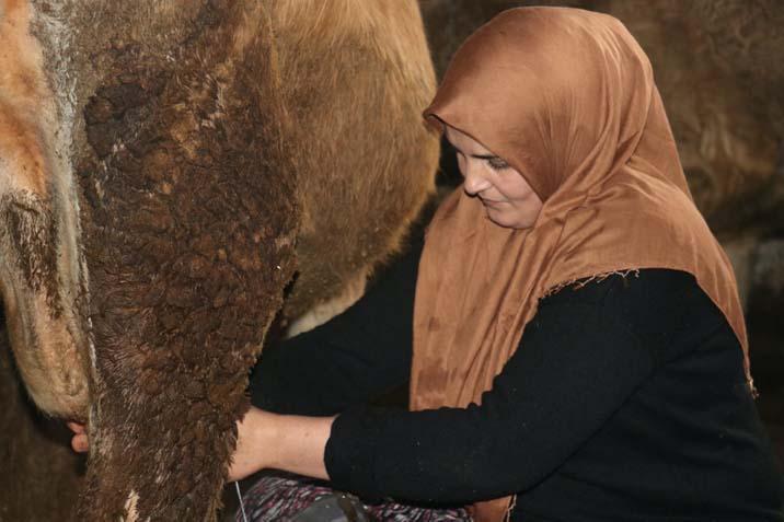 Aksaraylı Kadın, Ağrı'da Hayvancılıkla Güçlü Bir Ekonomi Kurdu