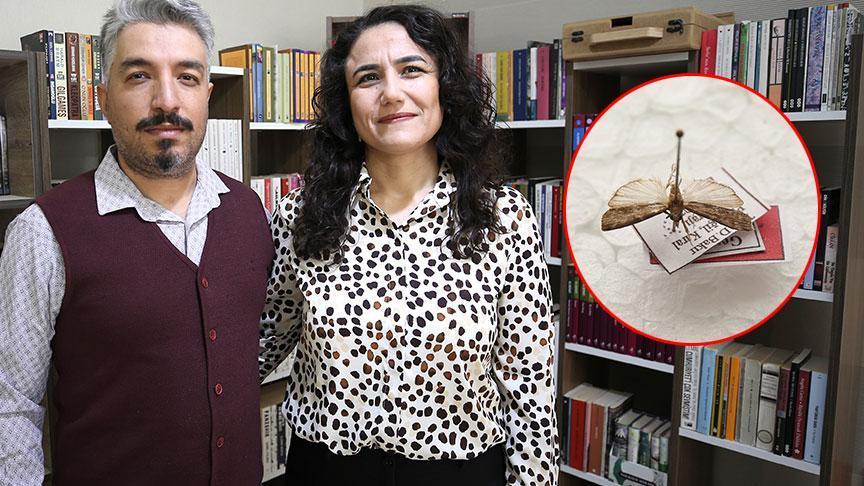 Türkiye'de Keşfedilen Yeni Güve Türüne Eşinin Adı Verildi