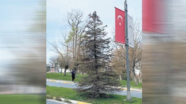 Yıldızlı Ağaçların Gizemli Kuruması: Kezzap Değil, Stres Faktörü Ortaya Çıktı