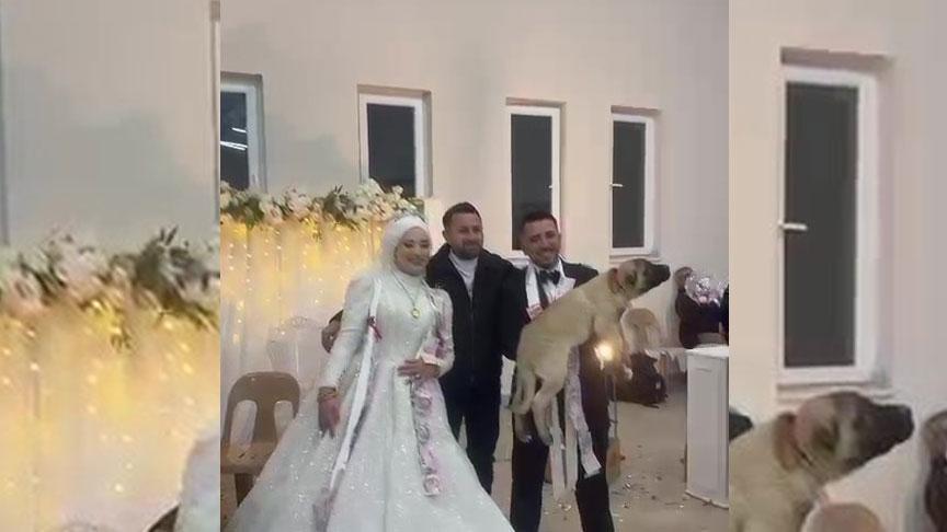 Gelenekleri Yıkan Düğün Hediyesi: 100 Bin TL'lik Canlı Armağan