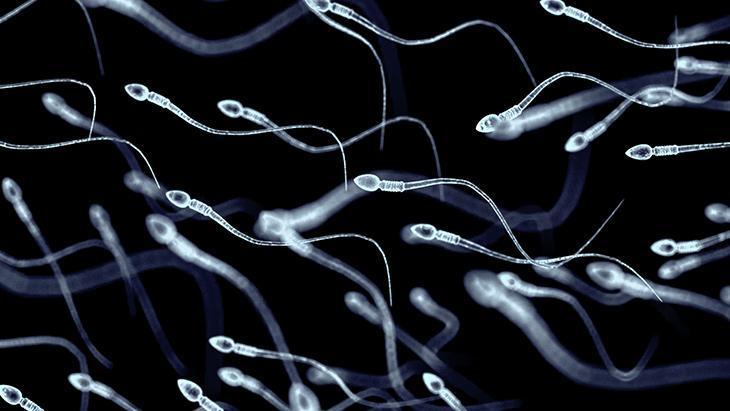 Spermlerin Gizemli Yolculuğu: Koku Algısı Yumurtaya Ulaşmayı Sağlıyor