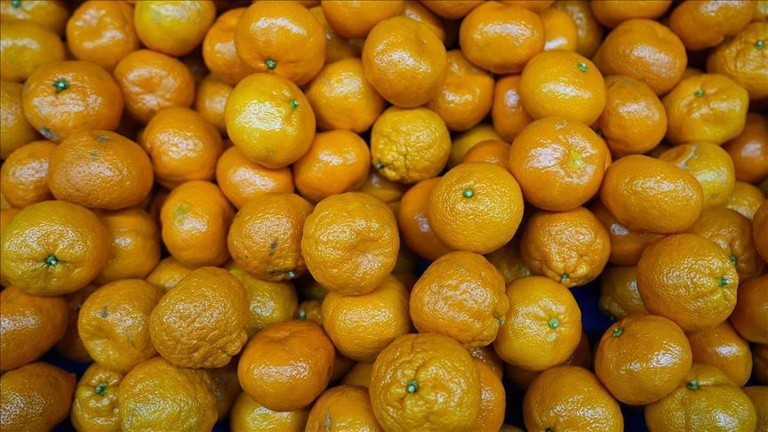 Türkiye Mandalina İhracatında Tarihi Rekor Kırdı