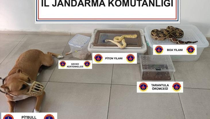 Burdur'da Bir Evde Yasa Dışı Hayvan Koleksiyonu Ele Geçirildi