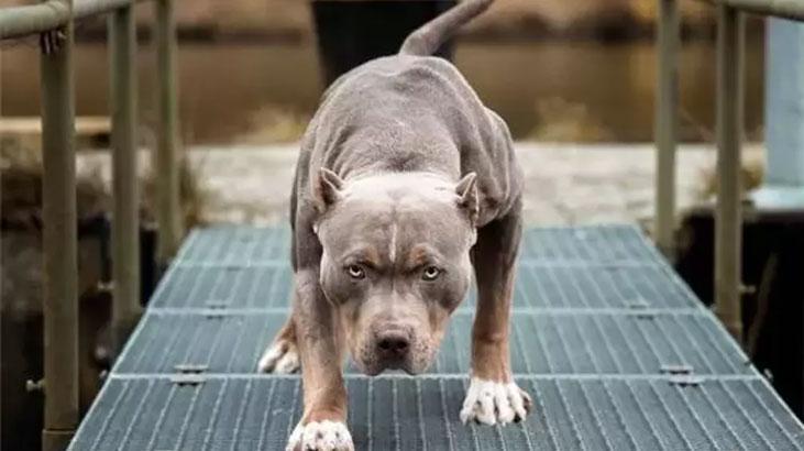 Yargıtay'dan Pitbull Saldırısı Sonrası Önemli Karar: Köpek Sahibine Tazminat Sorumluluğu