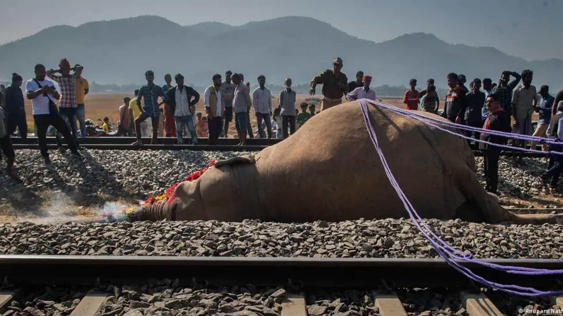 Göç Yolu Ölüme Çıktı: Tren Kazasında 7 Fil Hayatını Kaybetti