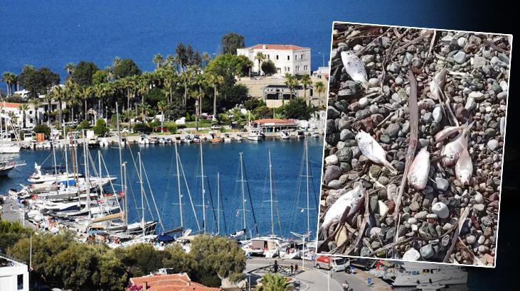 Datça Sahillerinde Ölü Balık Paniği: Ekipler Durumu Araştırıyor