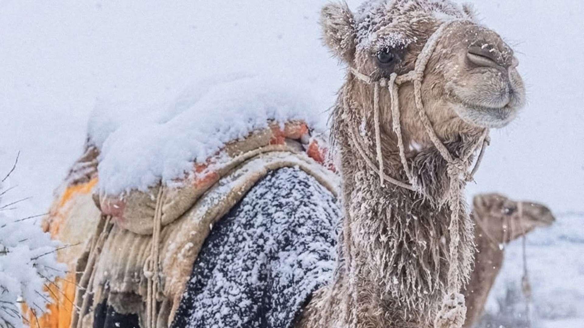 Suudi Arabistan Çöllerinde Nadir Görülen Kar Manzarası
