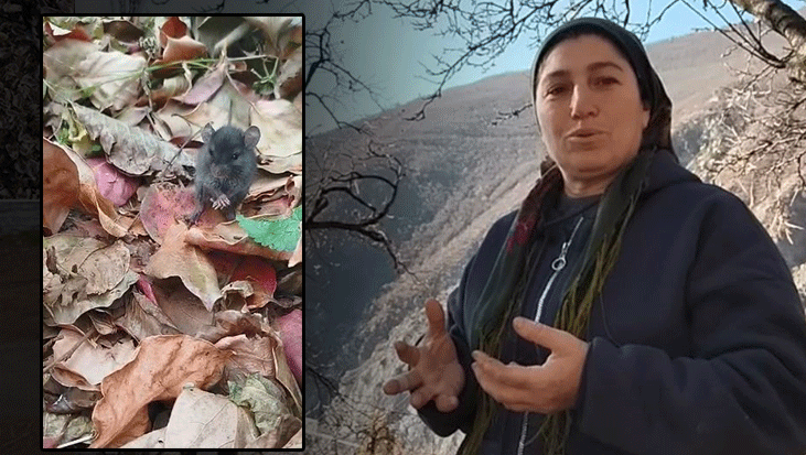 Artvin'de Sıra Dışı Dostluk: Fareye Hurma İkramı