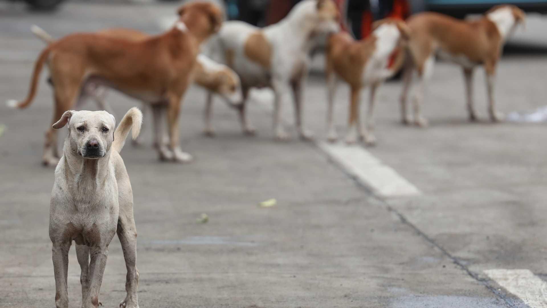 Bağdat'ta Başıboş Köpek Sorununa Radikal Çözüm: 19 Bin Hayvan İtlaf Edildi