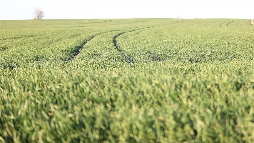 Trakya'da Buğdaylar Mevsiminden Önce Boy Attı: Üreticiler Endişeli