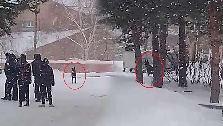 Erzurum'da Okul Bahçesinde Kurt Köpeği Paniği: 3 Öğrenci Yaralandı