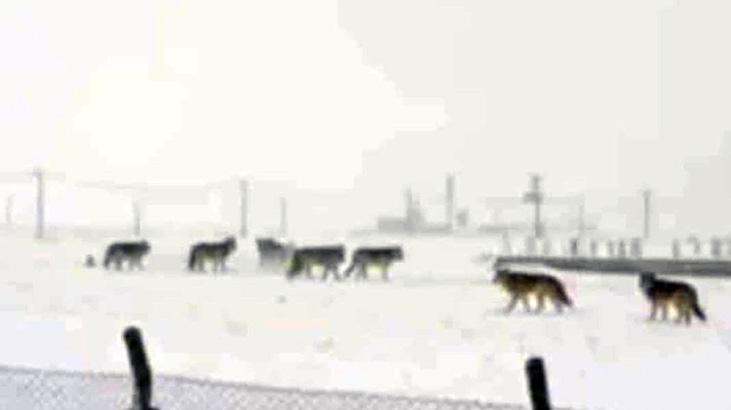 Aç Kurt Sürüsü Yerleşim Yerlerine İndi: Vatandaşlar Uyarıldı