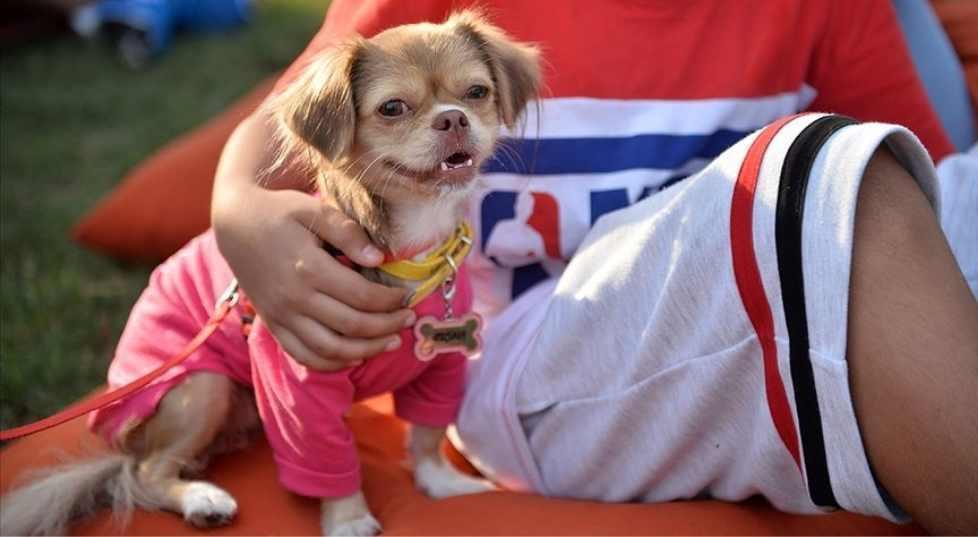 İngiltere'de Demografik Bir Dönüşüm: Köpekler Çocukları Solladı