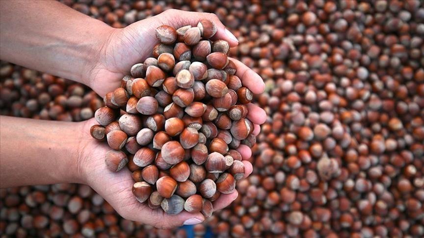 Türkiye'den Fındık İhracatında Önemli Gelir: 2.2 Milyar Doların Üzerinde