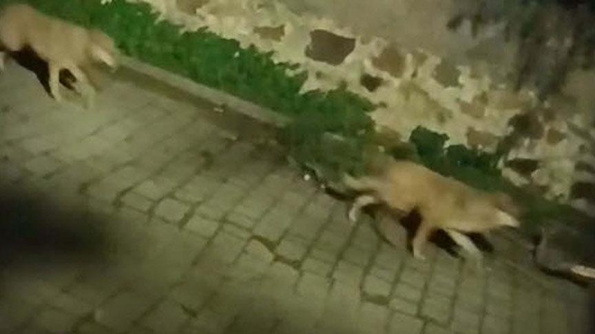 Muğla'da Kurt Görüntüleri Endişe Yerine Ekolojik Denge İşareti Verdi