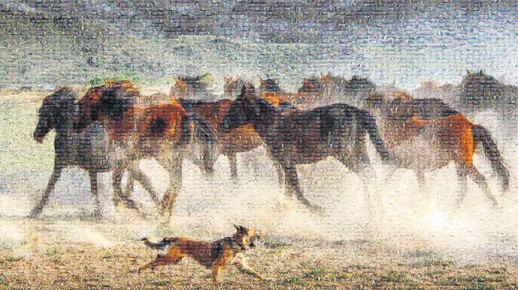 At Figürleriyle Renkli Fotoğrafın Evrimi Gözler Önünde