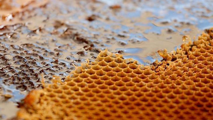 Ilgaz Balı, 11 Bin Avroya Satılarak Dünya Rekoru Kırdı