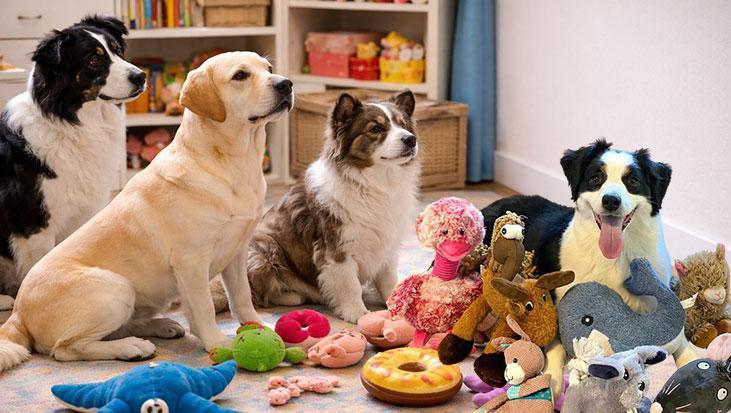 Sıradışı Köpekler Sadece Dinleyerek Kelime Öğreniyor: Bilim Dünyası Şaşkın