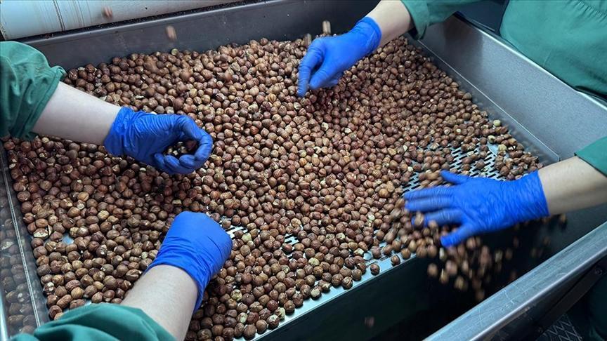 Türkiye'den Fındık İhracatında Rekor: Almanya Başrolde