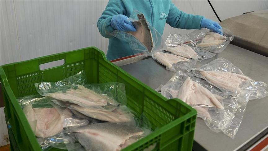 Türk Su Ürünleri İhracatında Rekor: 4 Milyar Dolar Sınırı Aşıldı