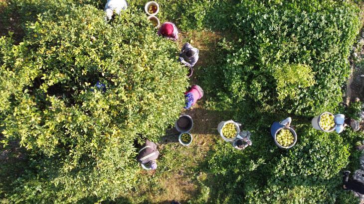 Tarım Ürünleri Üretici Fiyat Endeksi'nde Kayda Değer Artış