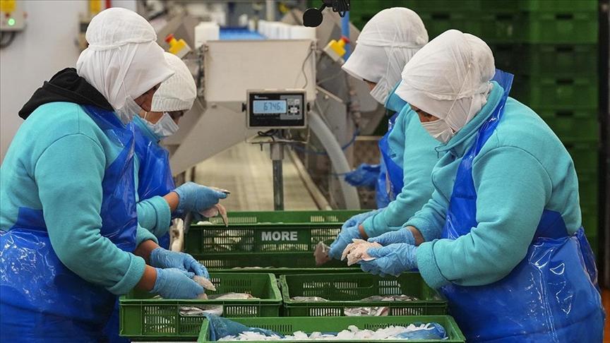 Ege'den Yükselen Rekorlar: Su Ürünleri İhracatında Bölge Liderliği
