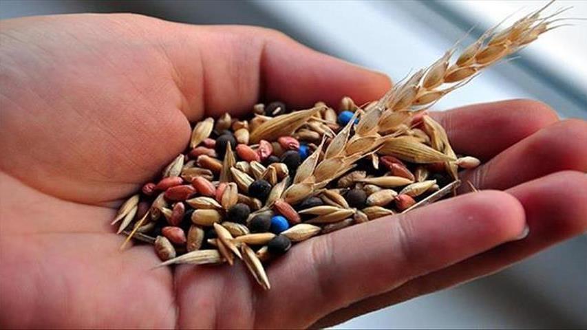 Yerel Tohumlar Türkiye'nin Dört Bir Yanına Yayılıyor: 81 İl Üreticisiyle Buluştu