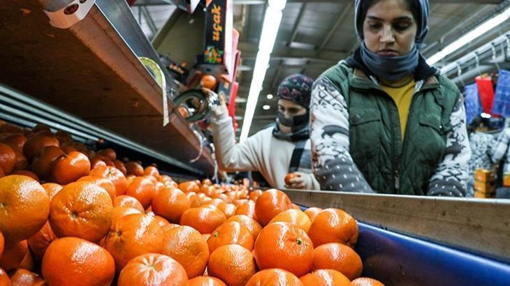 Narenciye İhracatı Rekor Kırdı: Türkiye'ye 1.4 Milyar Dolar Gelir