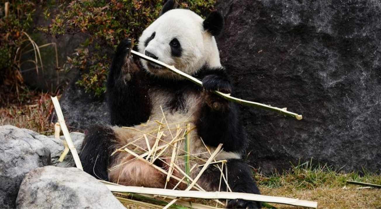 Japonya'nın Sevilen İkiz Pandaları 50 Yıl Sonra Ülkelerine Veda Ediyor