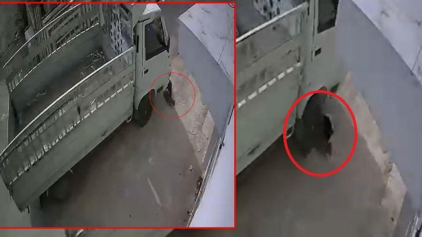 Hayvanlara Karşı Şiddet: Kamyonetle Ezilen Kedi ve Tartışma Yaratan Ceza
