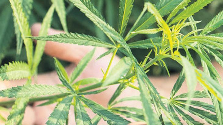 Kenevir Üretimi İçin Yeni Dönem: 21 İl Belirlendi
