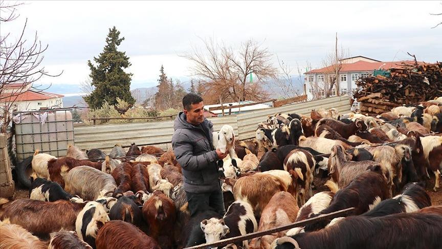 Depremzede Besici Devlet Desteğiyle Sürüsünü Yeniden İnşa Etti