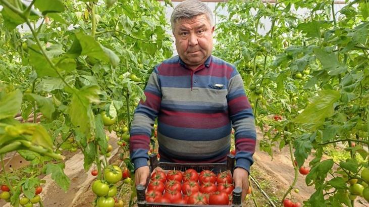 Eynal Domatesi Simav'da Coğrafi İşaretle Yükseliyor: Doğal Lezzet ve Jeotermal Enerji Bir Arada