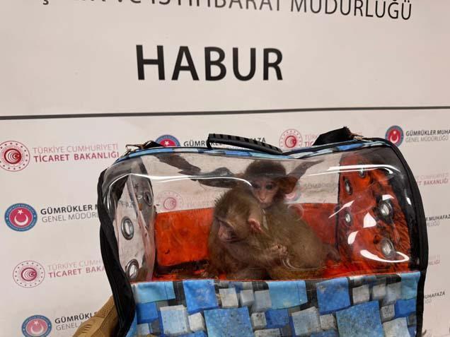 Gümrük Kapılarında Binlerce Canlı Hayvana El Konuldu: Kaçakçılıkla Mücadelede Önemli Operasyonlar