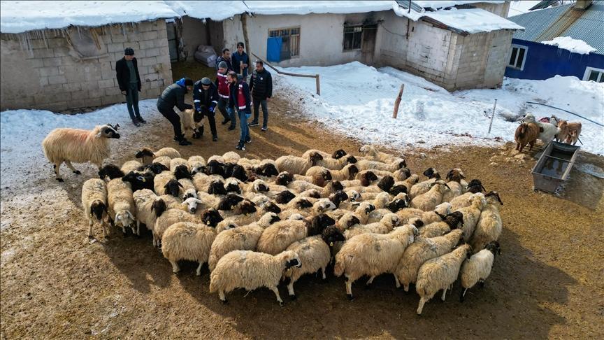 Van'da Küçükbaş Hayvancılık, Devlet Destekleriyle Büyüyor