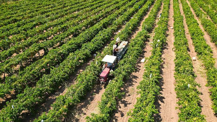 Çiftçilere Yaklaşık 17.4 Milyar Lira Tarımsal Destek Ödemesi Başlıyor