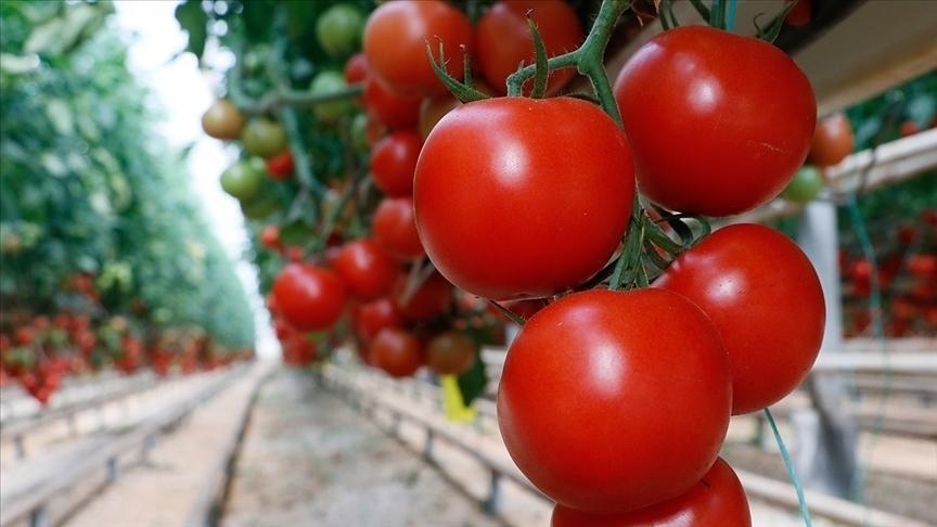 Türkiye'den Yılın İlk Çeyreğinde Domates İhracatında Rekor Artış