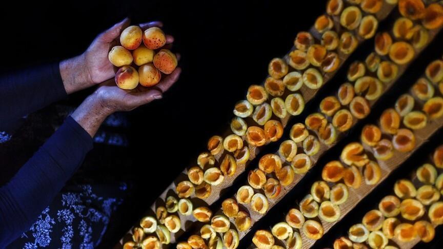 Malatya'dan Kuru Kayısı İhracatında 66 Milyon Dolarlık Gelir